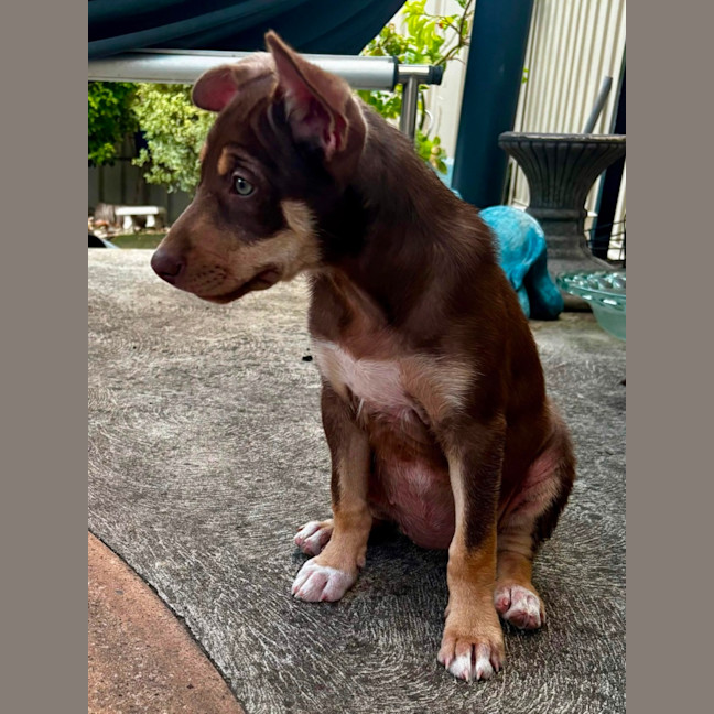Photo of Phoebe
