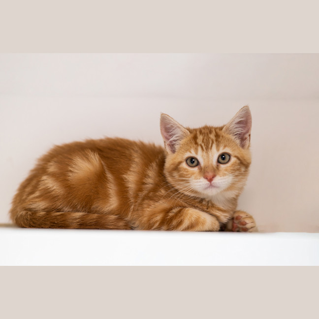 Photo of Cheddar