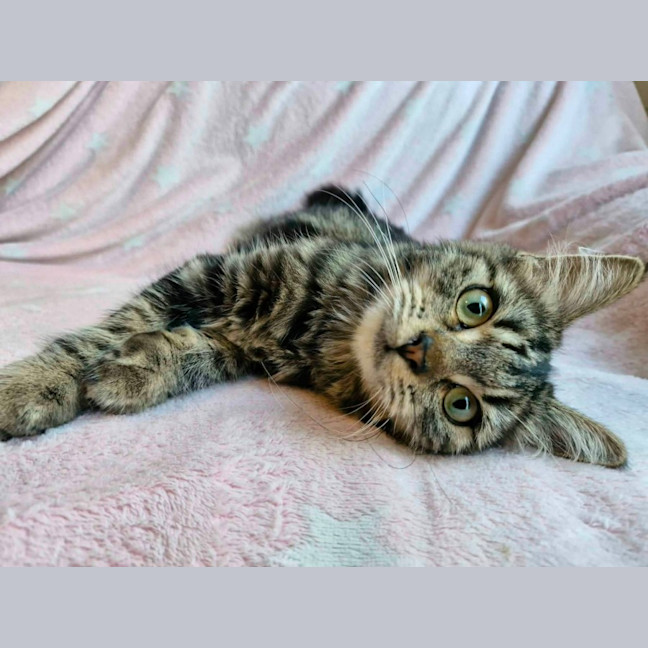 Photo of Yasha