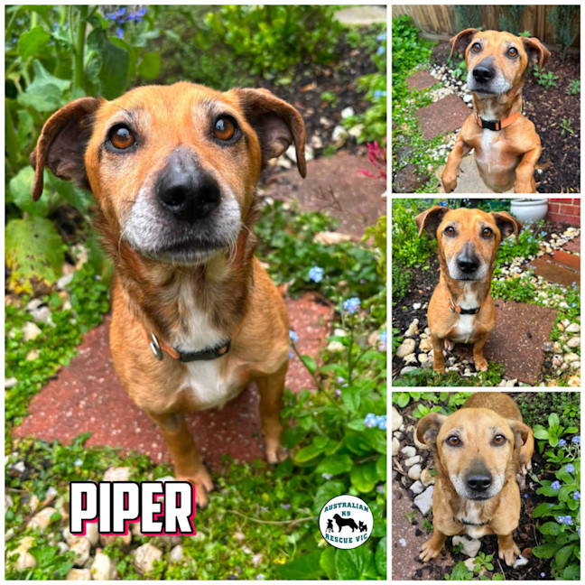 Photo of Piper 