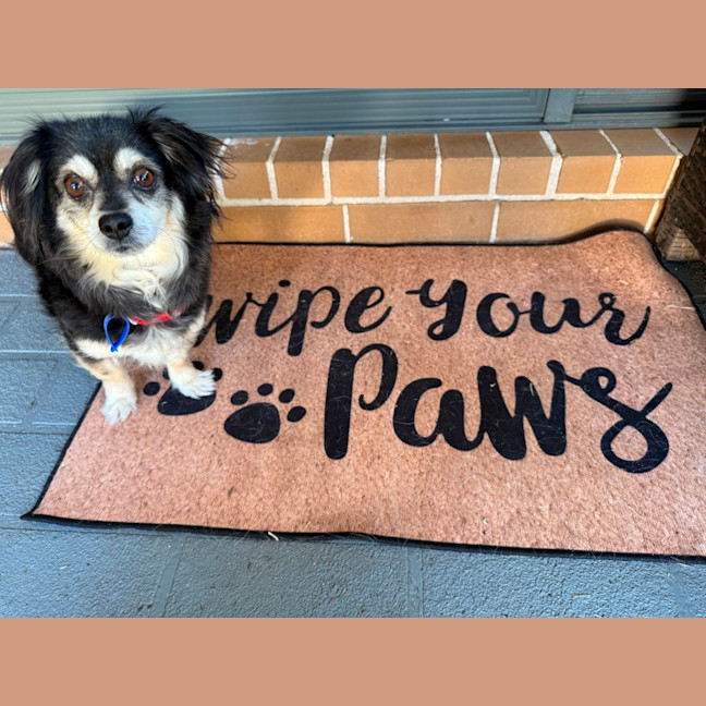 Photo of Sheila   5 Year Old Chihuahua X Pomeranian