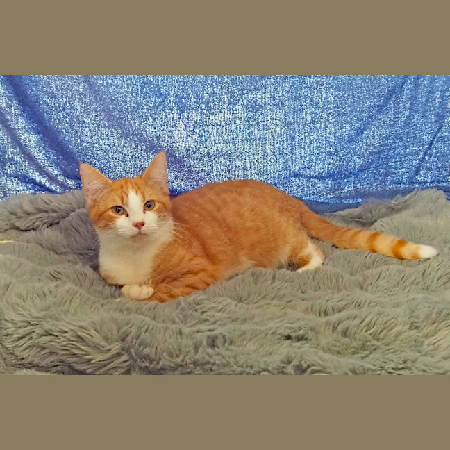Photo of Chester