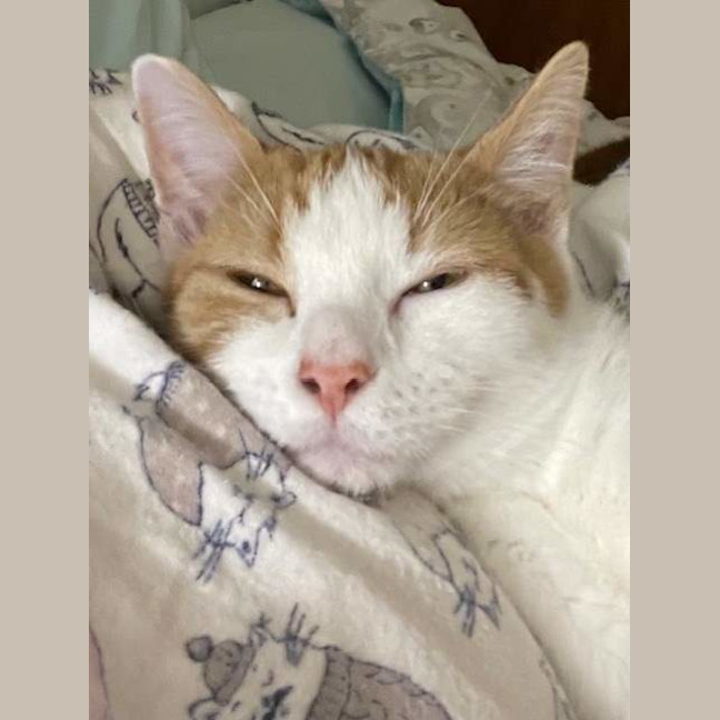 Photo of Whiskers
