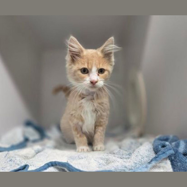 Photo of Otis