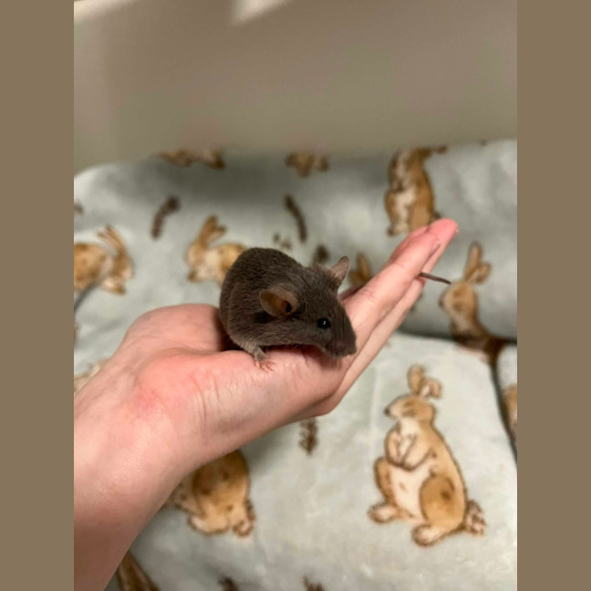 Photo of Hank & Joel