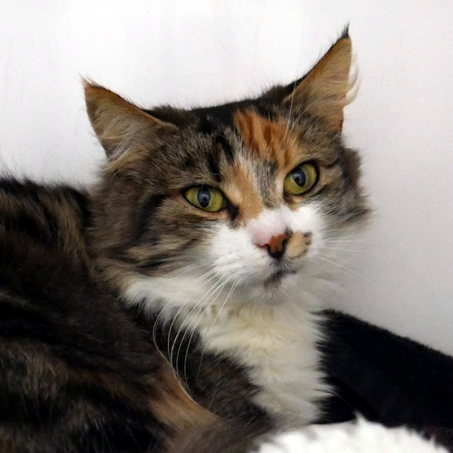 Photo of Pebbles Sta014704