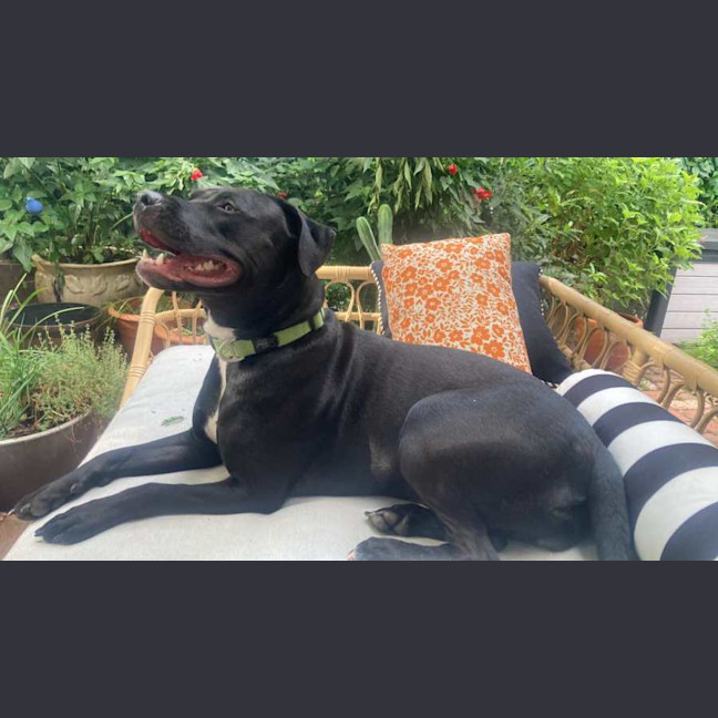 Photo of Sage