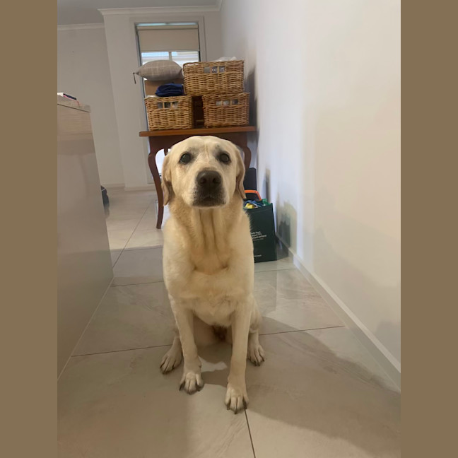Photo of Gidget
