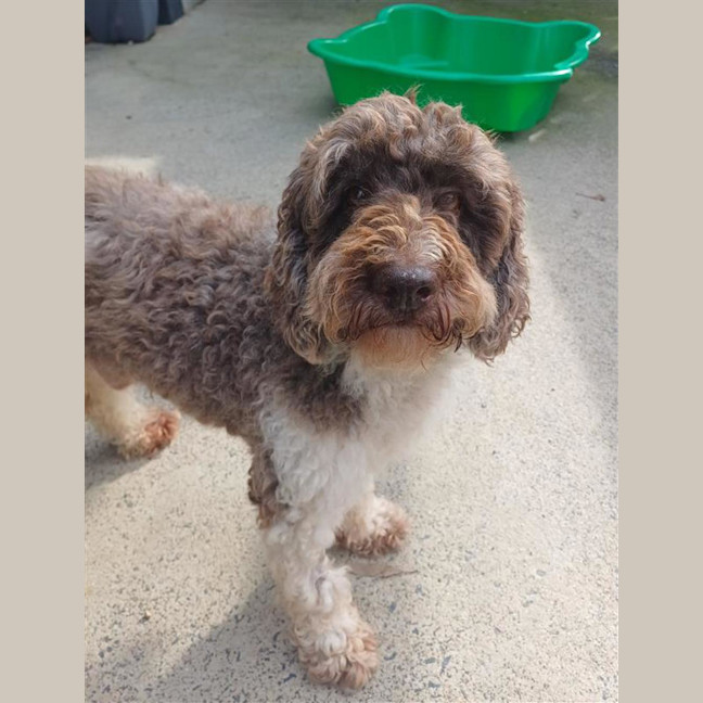 Photo of Baxter