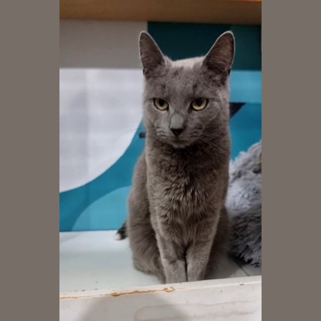 Photo of Bluebell