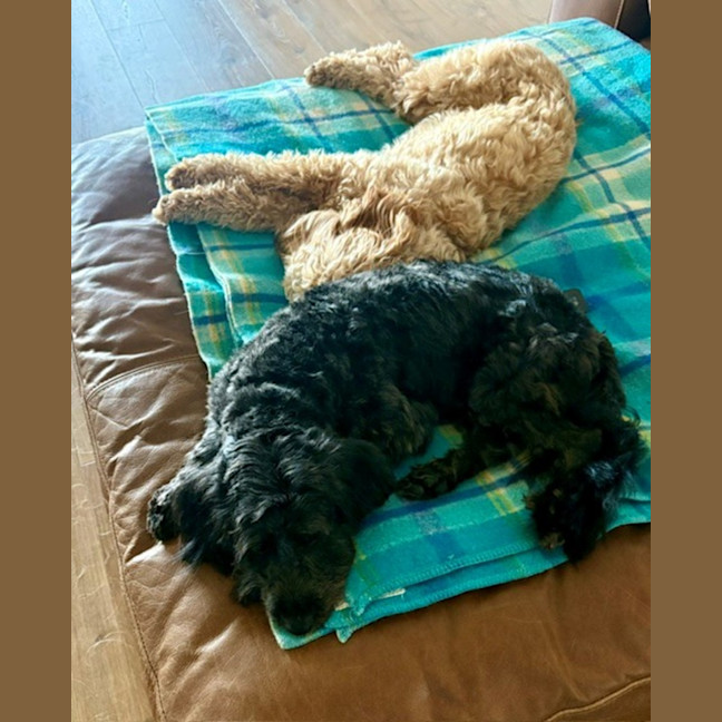 Photo of Cooper   3 Year Old Border Collie X Toy Poodle