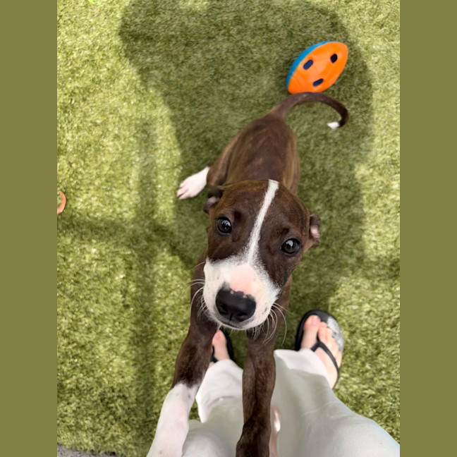 Photo of D1274 Polly