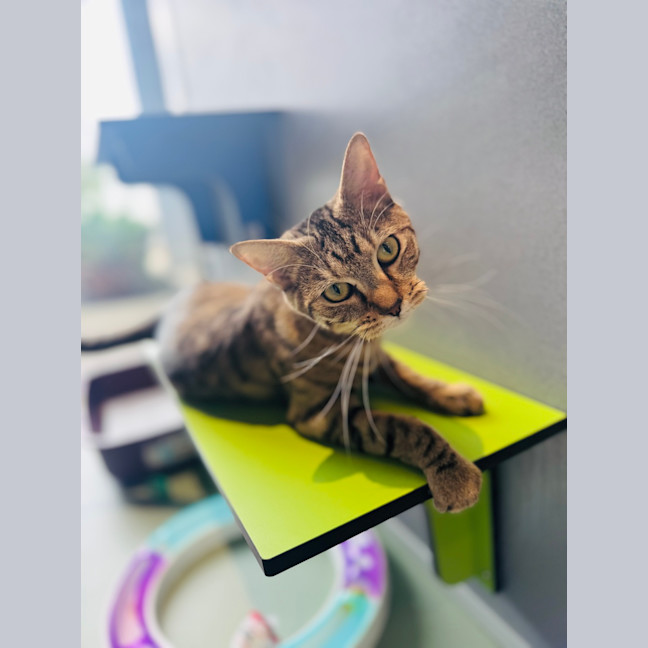 Photo of Mooncake