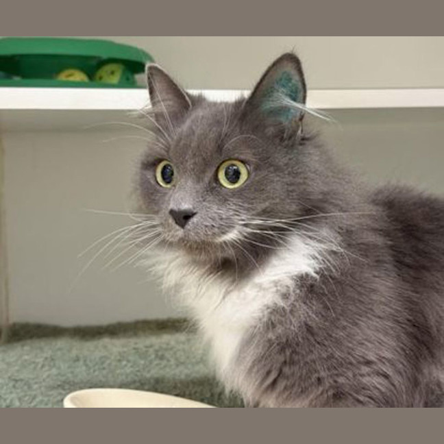 Photo of Stormy