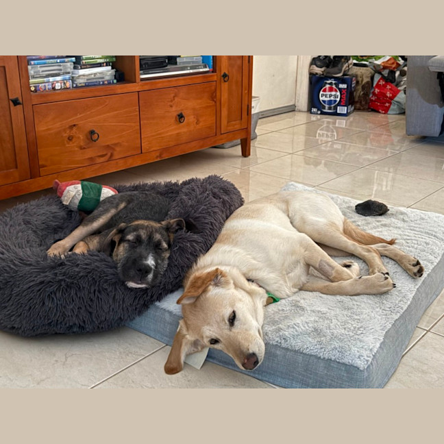 Photo of Russel Dara