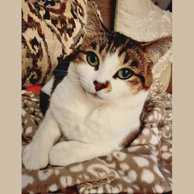 Photo of Monkey The Moon Cat 