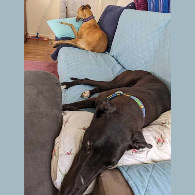 Photo of Angie, The Greyhound