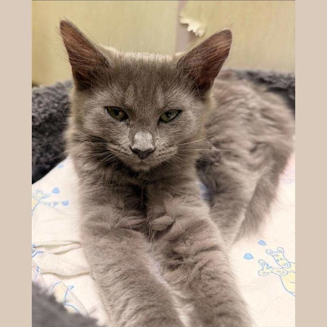 Photo of Saffron