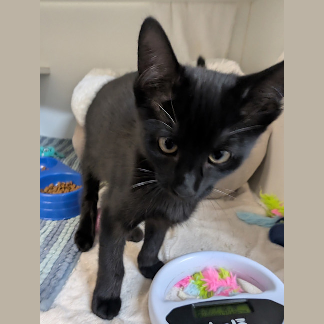Photo of Alastor