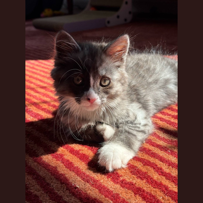 Photo of Mary Kate And Ashley