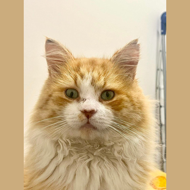Photo of Benji