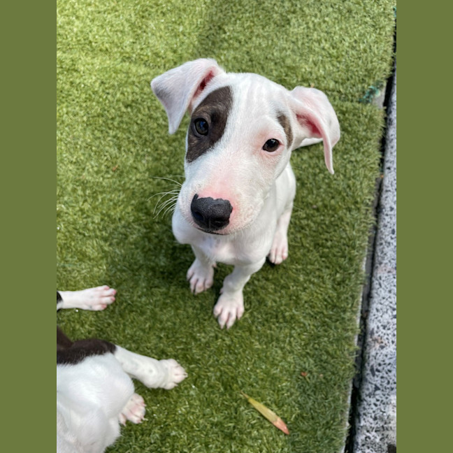 Photo of D1273 Patch