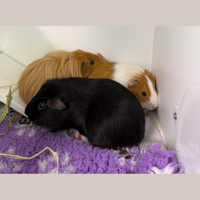 Photo of Lionel (Bonded With Walter And Fabio)