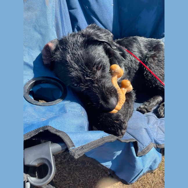 Photo of Maisey