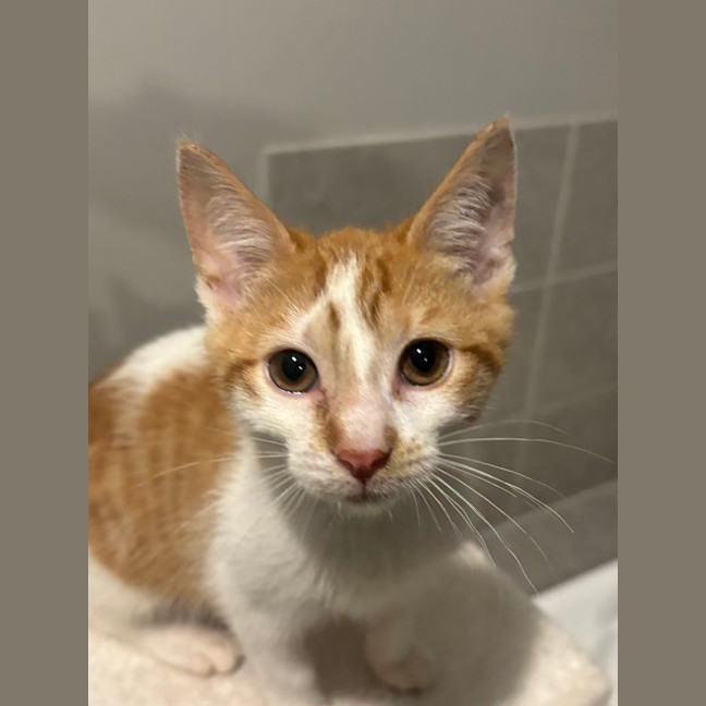 Photo of Niko