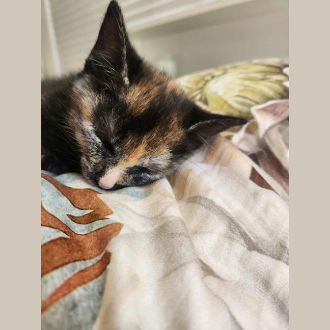 Photo of Cookie