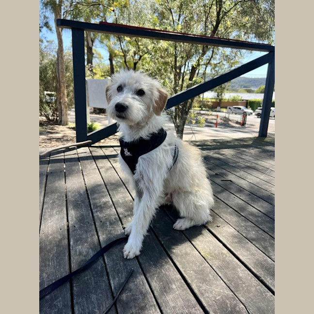 Photo of Comet   1 Year Old Maltese X Poodle