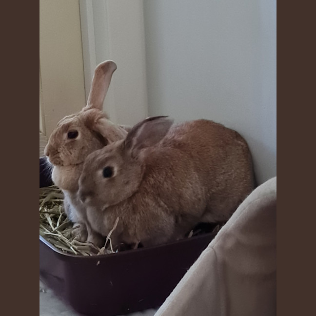 Photo of Yoghurt And Yum Cha
