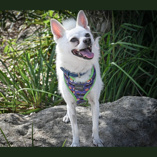 Photo of Benji