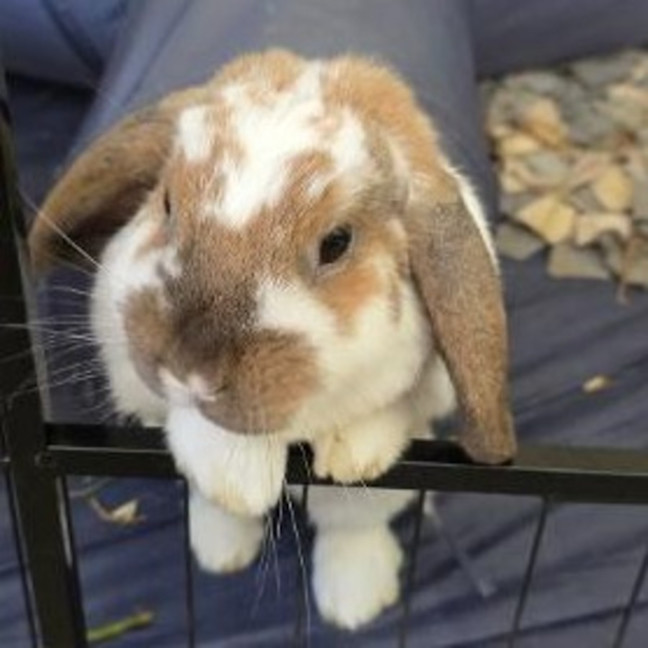 Photo of Bella (W Distinguished Ginger And Coco)