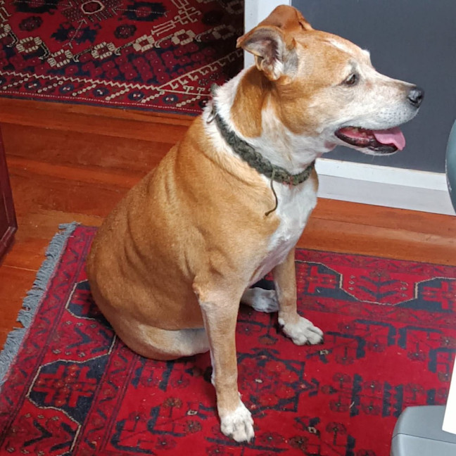 Photo of Buddy