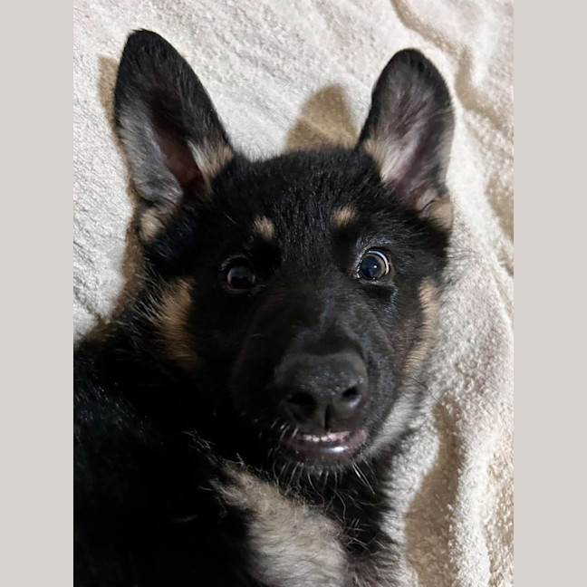 Photo of Bodhi