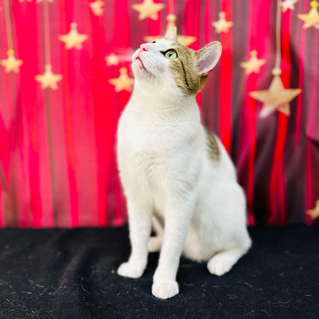 Photo of Buzz   Located In Brunswick East 