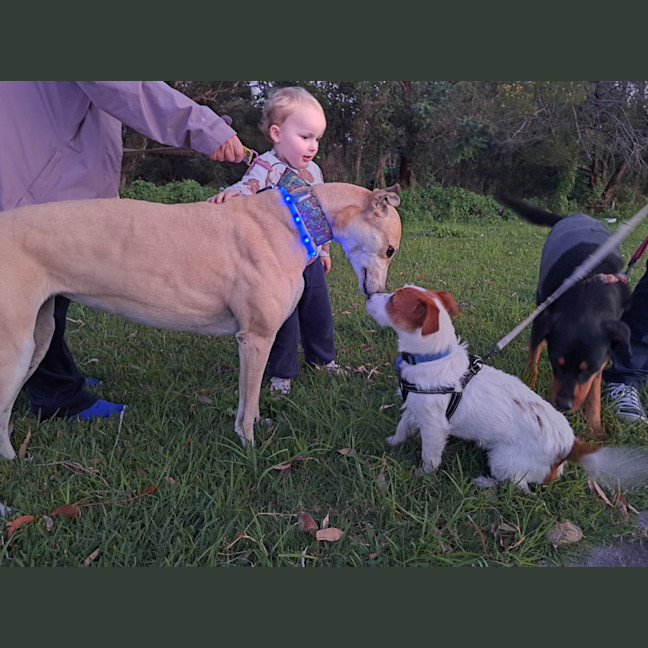 Photo of Stubby   8 Month Old Jack Russell 