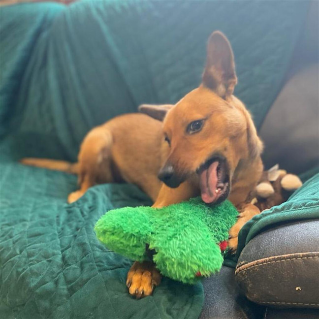 Photo of Dingo