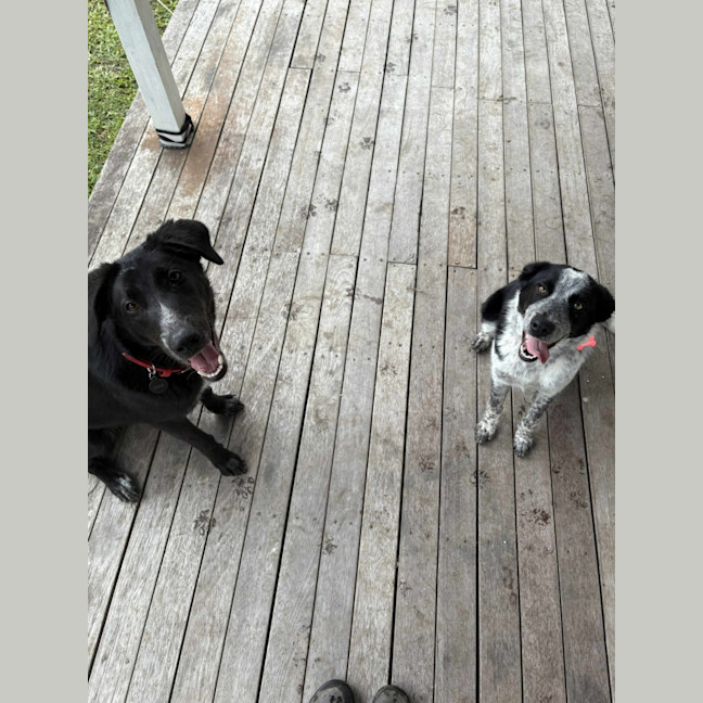 Photo of Patches