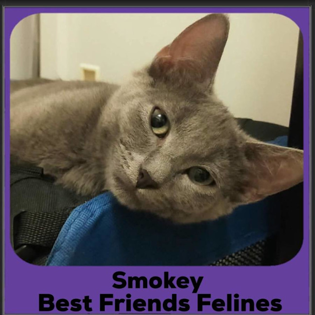 Photo of Smokey 