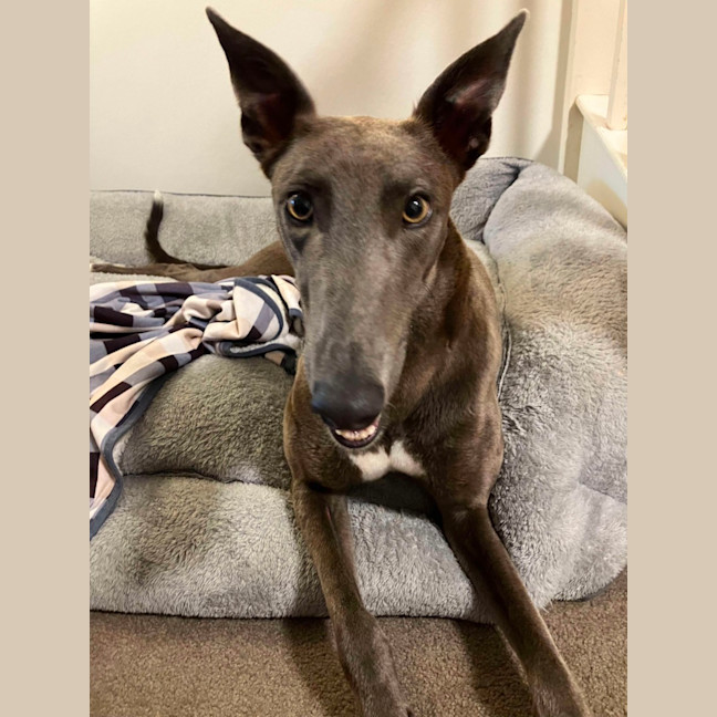 Photo of Meeka, The Loveable Young Rescue Greyhound