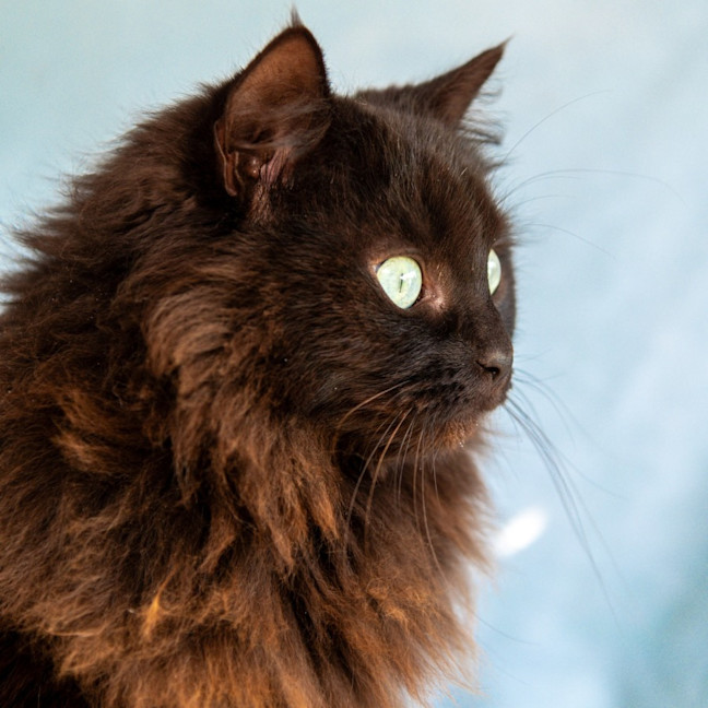 Photo of Ebony & Ivory