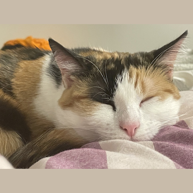 Photo of Luna