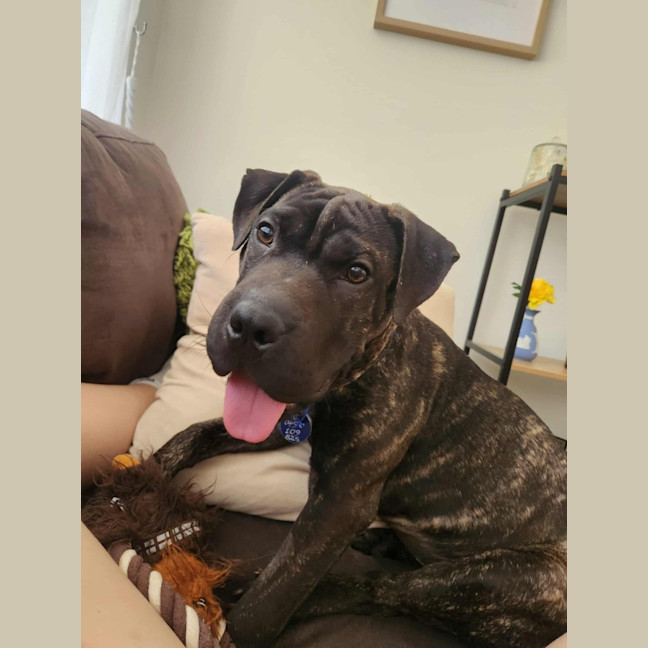 Photo of Sprout   9 Month Old Mastiff X