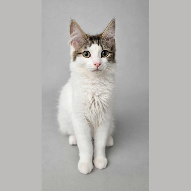 Photo of Muffin 