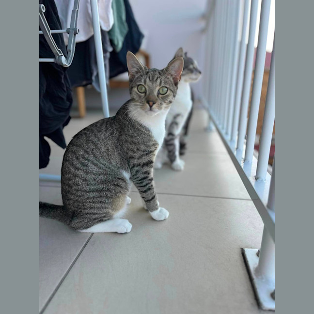 Photo of Schooner