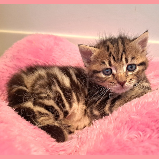 Photo of C1466 Maple