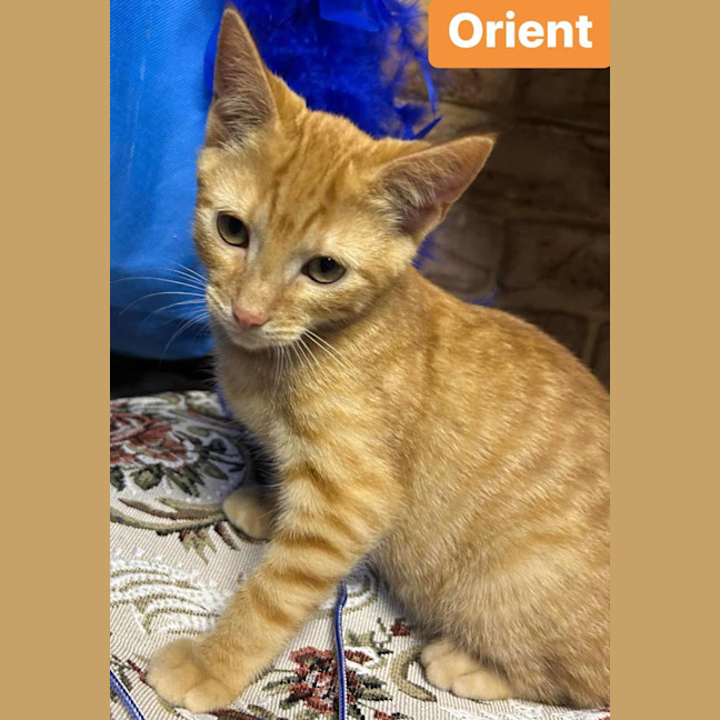 Photo of Orient