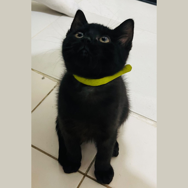 Photo of Binx